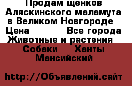 Продам щенков Аляскинского маламута в Великом Новгороде › Цена ­ 5 000 - Все города Животные и растения » Собаки   . Ханты-Мансийский